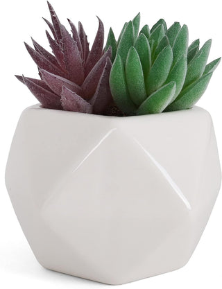 Artificial Green and Purple Pachyphyllum Succulent