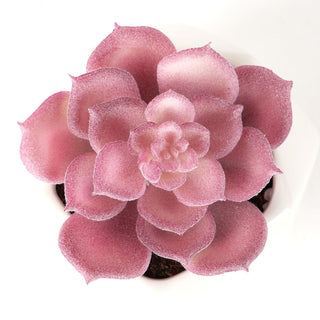 Bornbridge - Artificial Echeveria Succulent