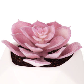 Bornbridge - Artificial Echeveria Succulent