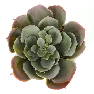 Bornbridge - Artificial Echeveria Succulent (Cassyz Winter)