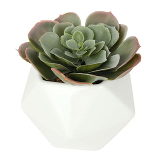 Bornbridge - Artificial Echeveria Succulent (Cassyz Winter)