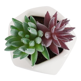 Artificial Green and Purple Pachyphyllum Succulent