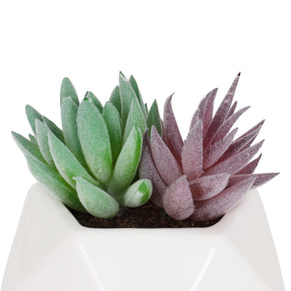 Artificial Green and Purple Pachyphyllum Succulent