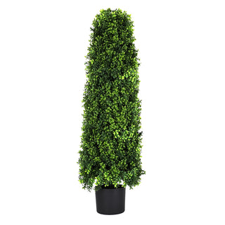 4' English Boxwood Tower Tree