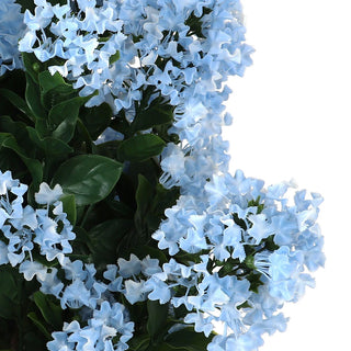 Potted Blue Hydrangea