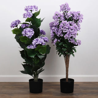 Potted Purple Hydrangea