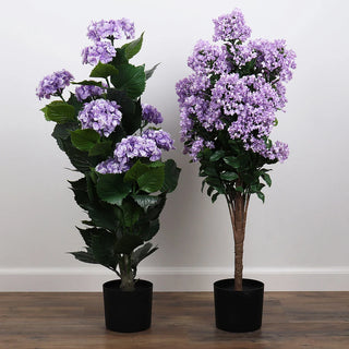 Potted Purple Lilac