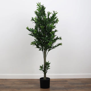 Potted Olive Tree