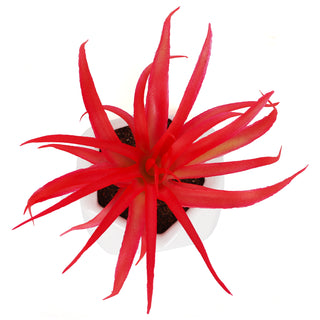 Artificial Red Tillandsia Succulent