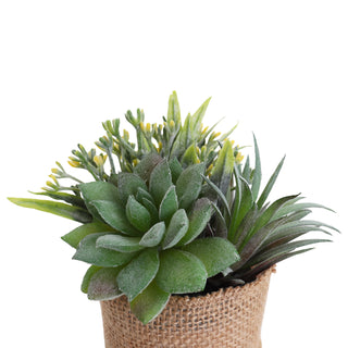 Succulent Garden in Concrete Planter - Mini - Catalina