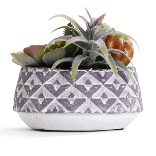 Succulent Garden in Concrete Planter - Mini - Eden