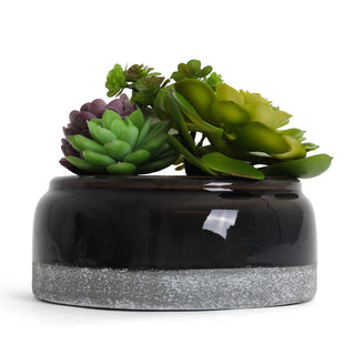 Succulent Garden in Concrete Planter - Mini - Madera