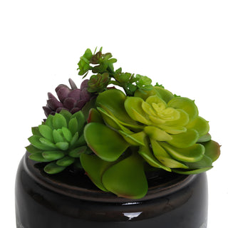 Succulent Garden in Concrete Planter - Mini - Madera