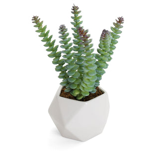 Artificial Crassula Marnierana Succulent