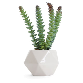 Artificial Crassula Marnierana Succulent