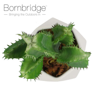 Bornbridge - Artificial Cactus Succulent