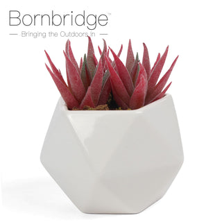 Bornbridge - Artificial Haworthia Succulent