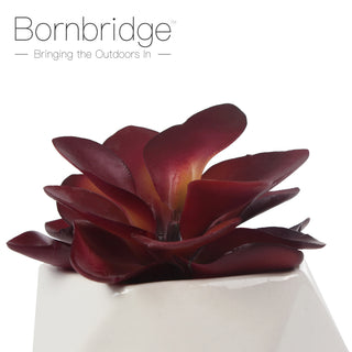 Bornbridge - Artificial Kalanchoe Adans Succulent