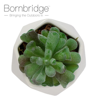 Bornbridge - Artificial Pachyphytum Succulents