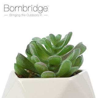 Bornbridge - Artificial Pachyphytum Succulents