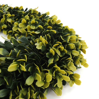 Golden Boxwood Wreath - Large