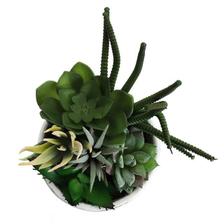 Succulent Garden in Concrete Planter - Mini - Mica