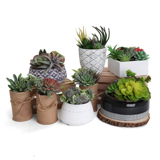 Succulent Garden in Concrete Planter - Mini - Madera