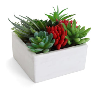 Succulent Garden in Concrete Planter - Mini - Tucson