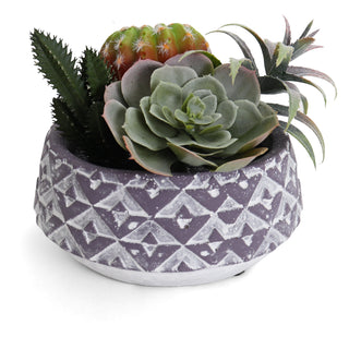 Succulent Garden in Concrete Planter - Mini - Eden