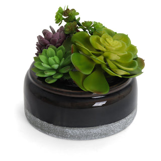 Succulent Garden in Concrete Planter - Mini - Madera