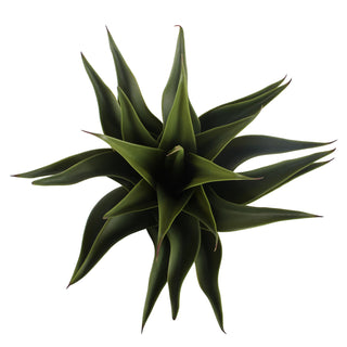 Artificial Agave - Black Planter