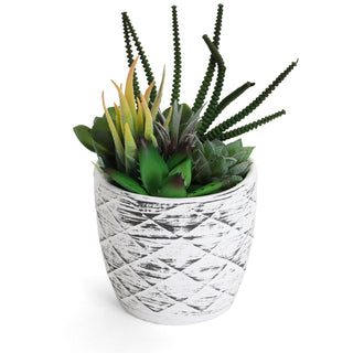 Succulent Garden in Concrete Planter - Mini - Mica